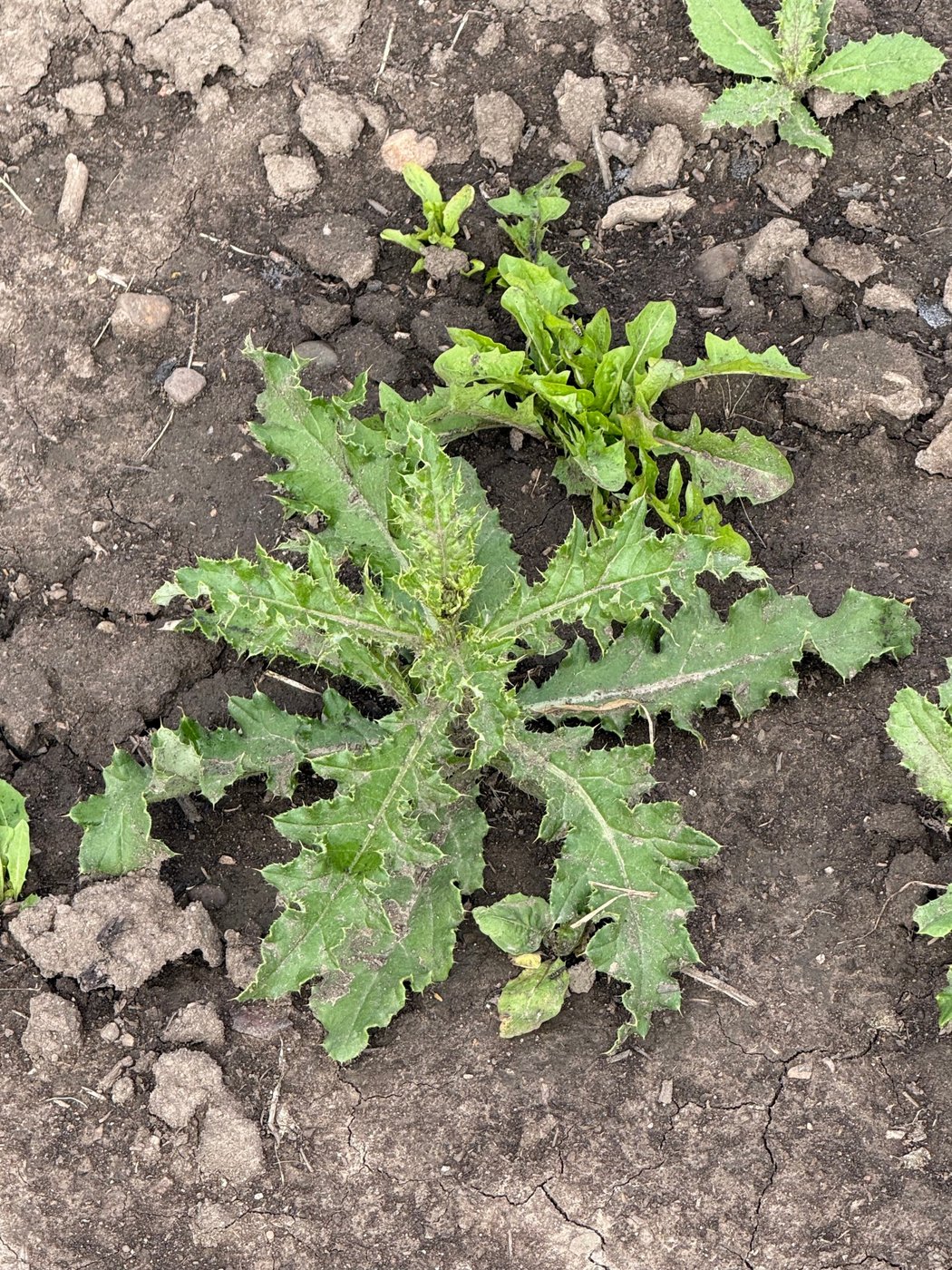 Prairie field weed photograph